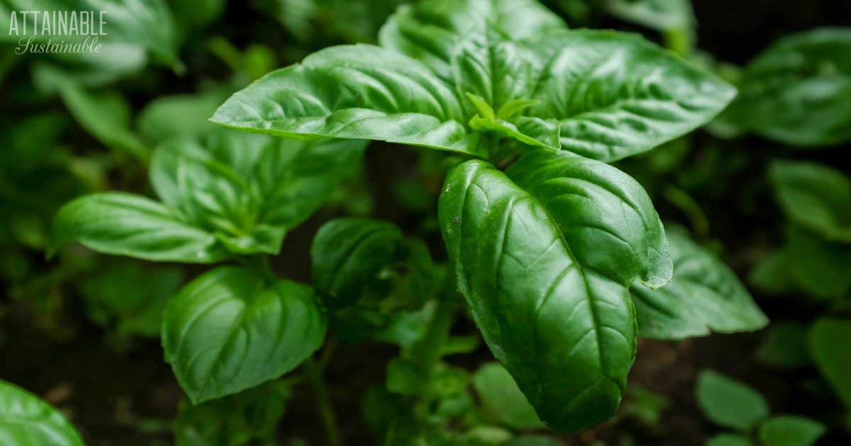 Growing and Harvesting Basil So it Produces All Season Long