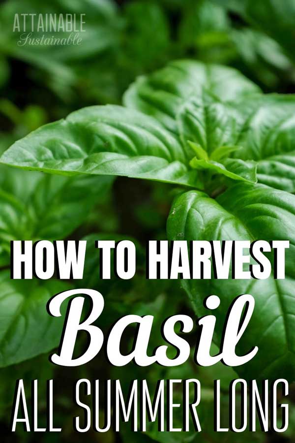 basil leaves