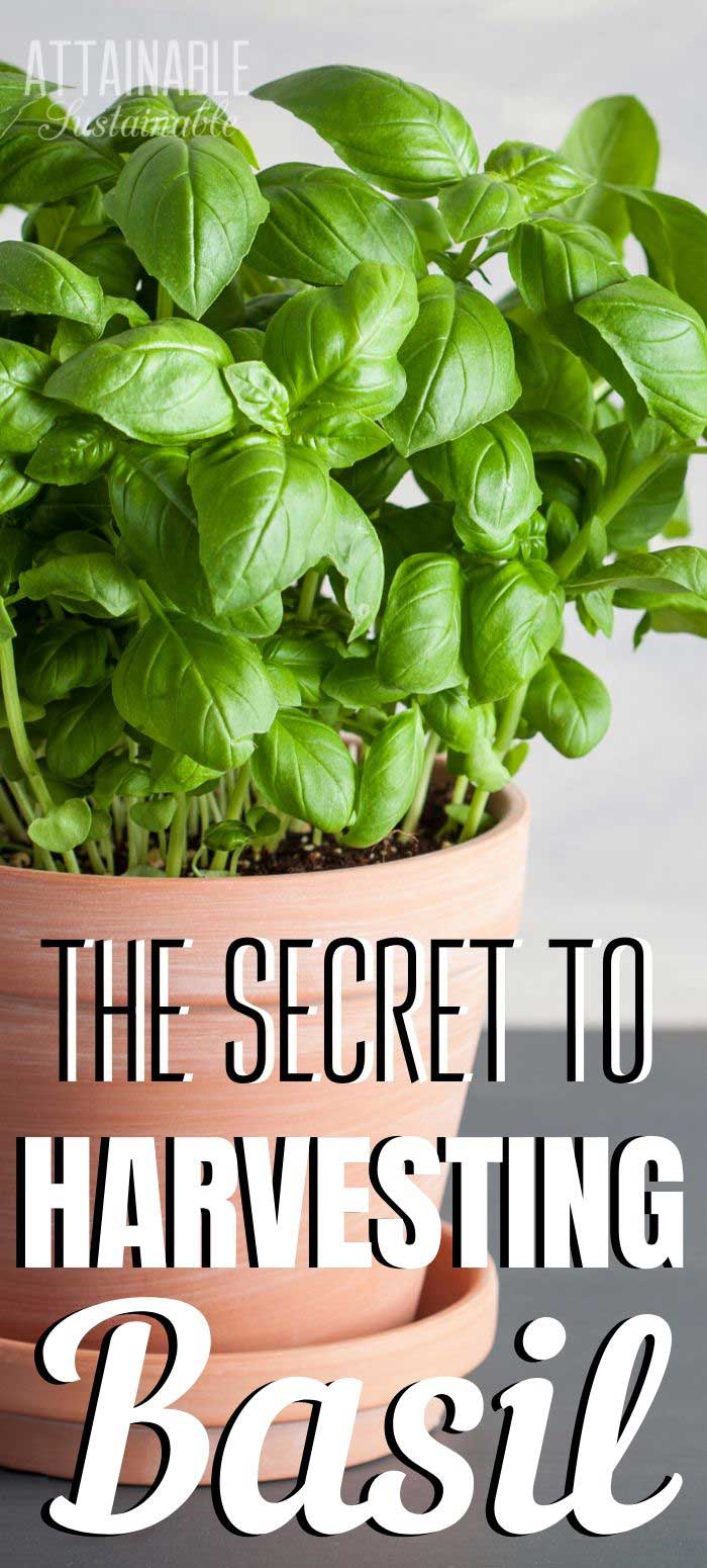Basil How to Harvest this Favorite Herb All Summer Long