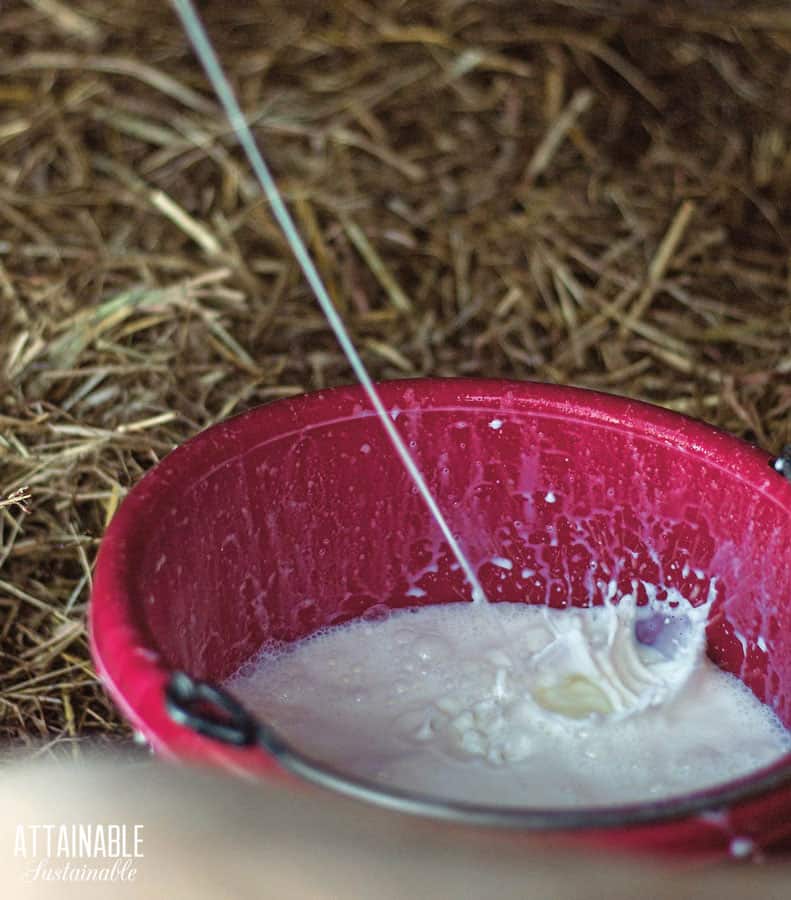 stream of fresh milk flowing into a red bucket for family living off the grid