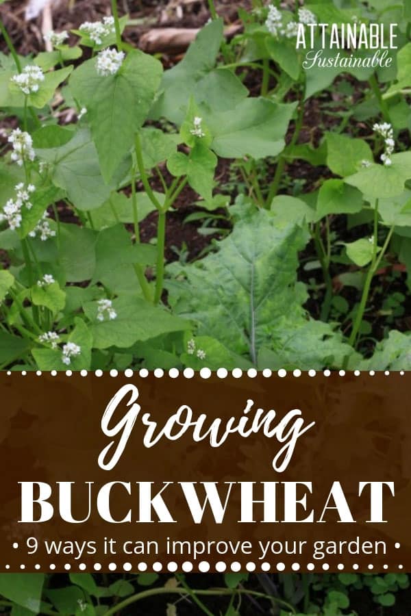 buckwheat growing with kale