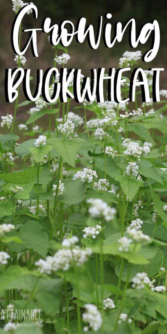 Buckwheat Plants 9 Reasons Growing Buckwheat Makes Sense
