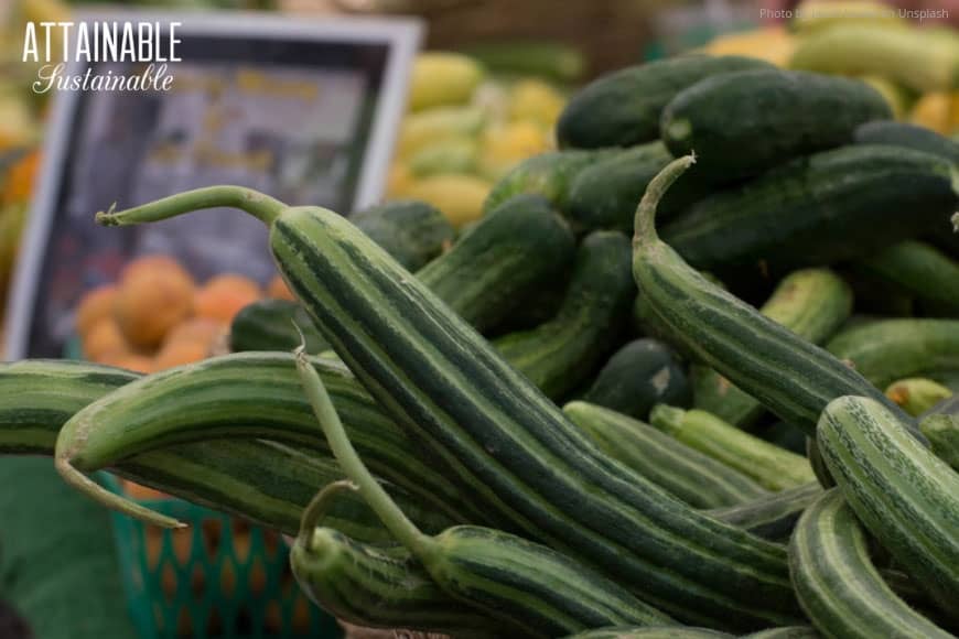 armenian cucumbers in a pile