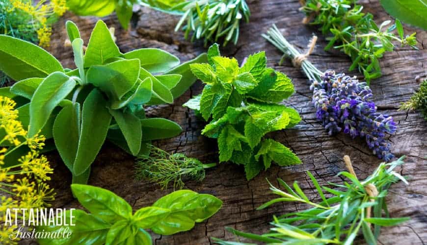 Herbs on a wooden table, including basil, sage, lavender and rosemary -- good treatment for bird mites