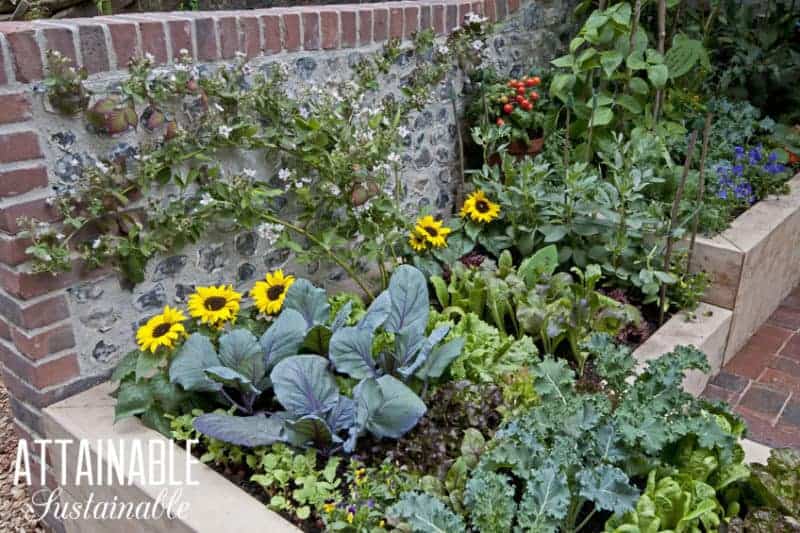 Growing a Front Yard Vegetable Garden