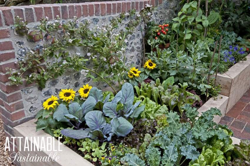 kitchen garden in wooden raised beds with greens and yellow flowers