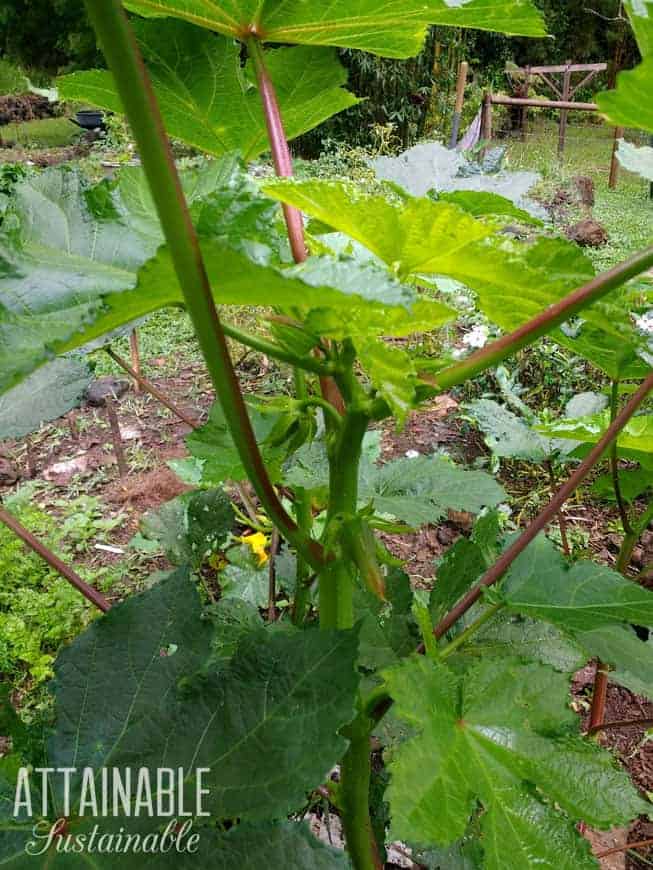 okra plant -- one of the great heat tolerant vegetables