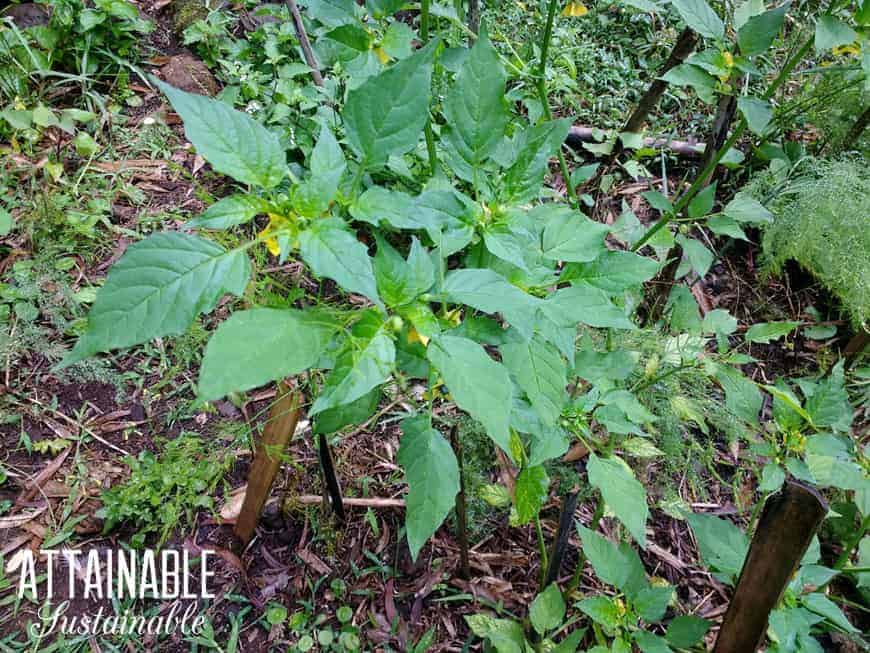 tomatillo plant from above, showing leaves and yellow blossoms - one of the great heat tolerant vegetables