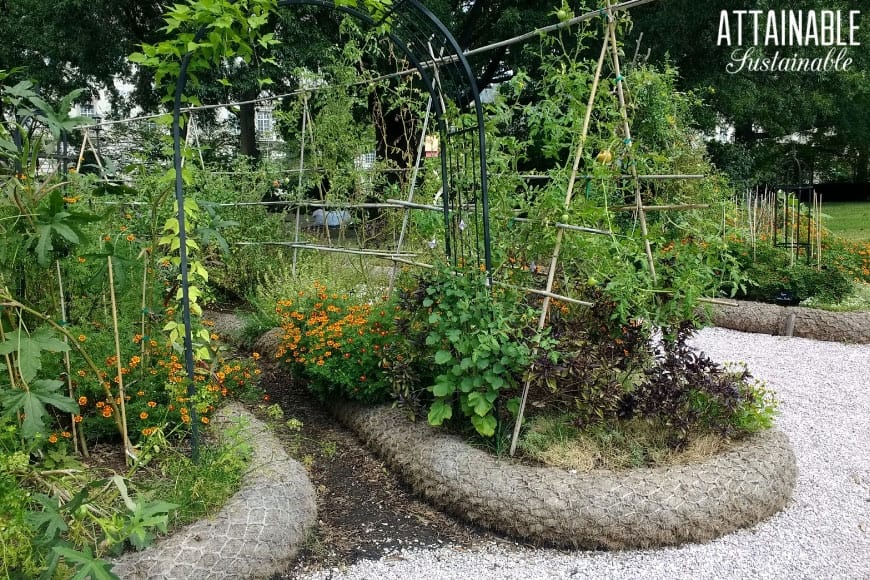 kitchen garden beds with veggies growing