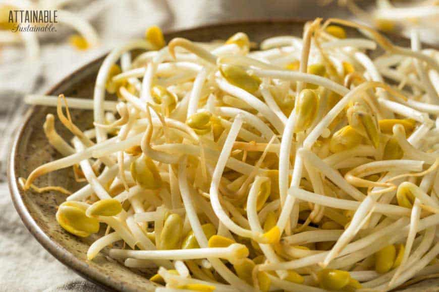 bean sprouts in a bowl