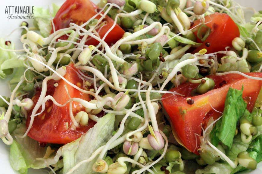 salad with bean sprouts and tomatoes