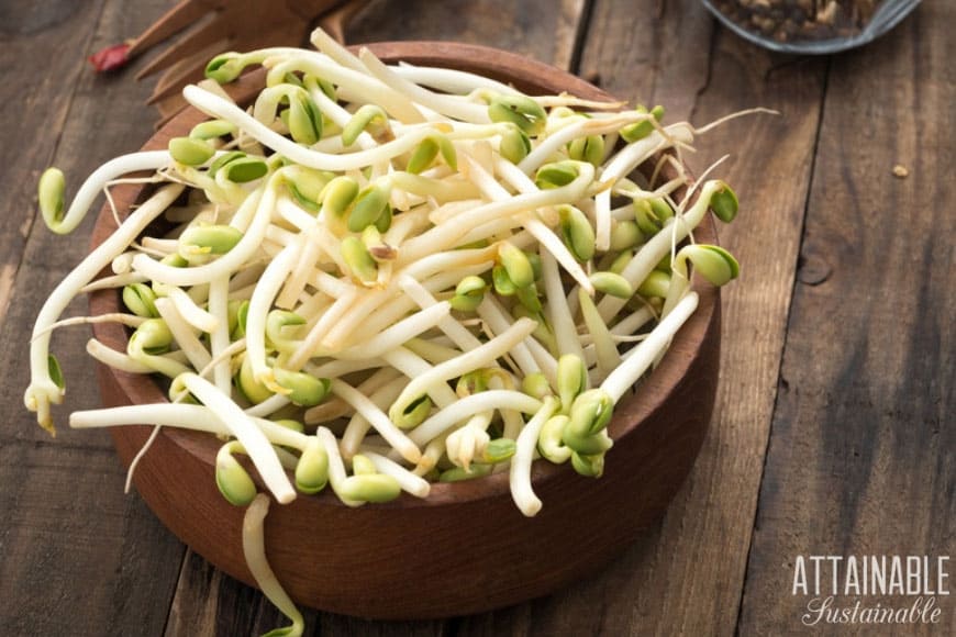 bean sprouts in a wooden bowl
