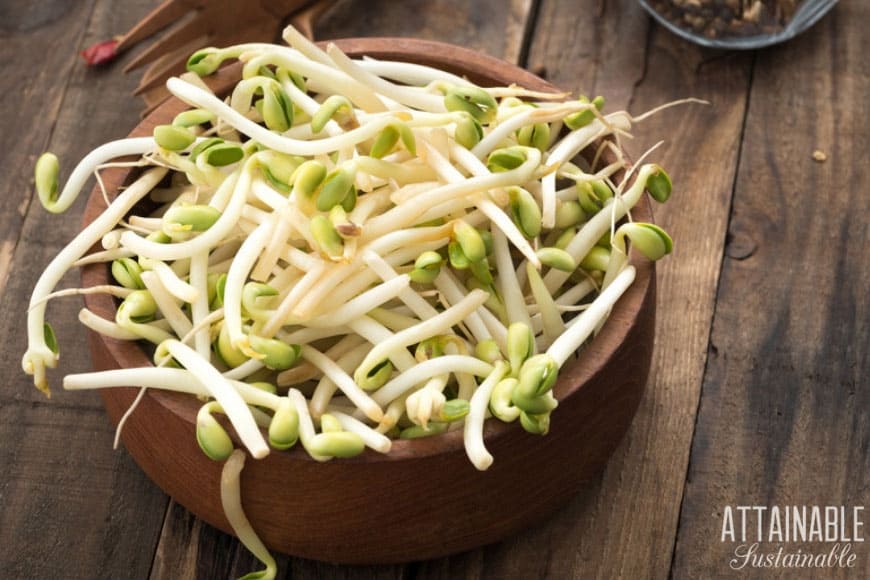 How To Grow Bean Sprouts For Just Pennies