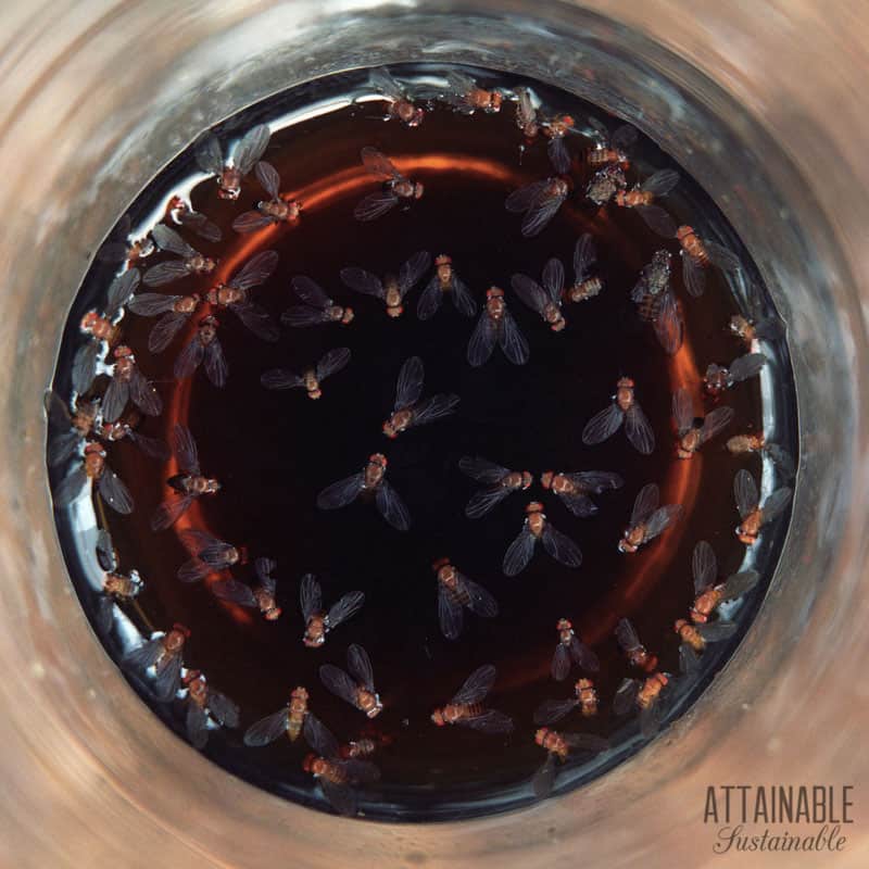 dead fruit flies in a jar of brown liquid set out to get rid of fruit flies