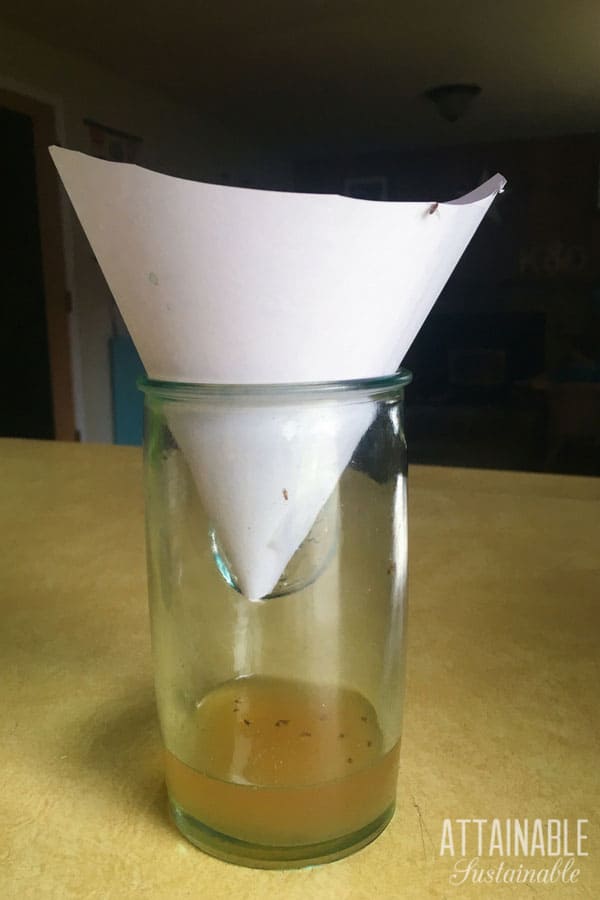 cone of paper sitting in a glass to make a DIY fruit fly trap