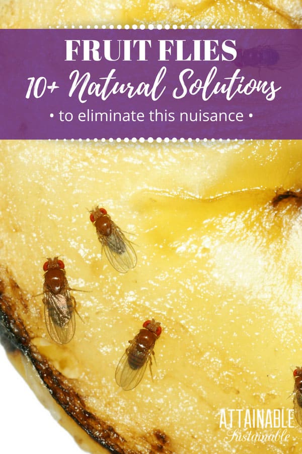 There are several ways to create a DIY fruit fly trap, all of them easy. Try these and discover several other methods for how to get rid of fruit flies in your kitchen. #homestead #cooking