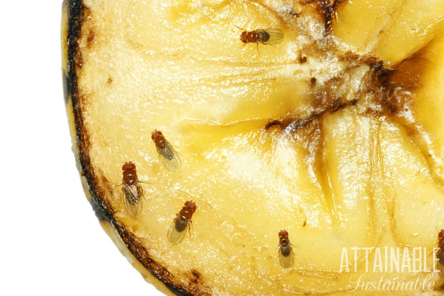 close up of fruit flies on a banana