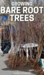 dormant bare root trees at a nursery.