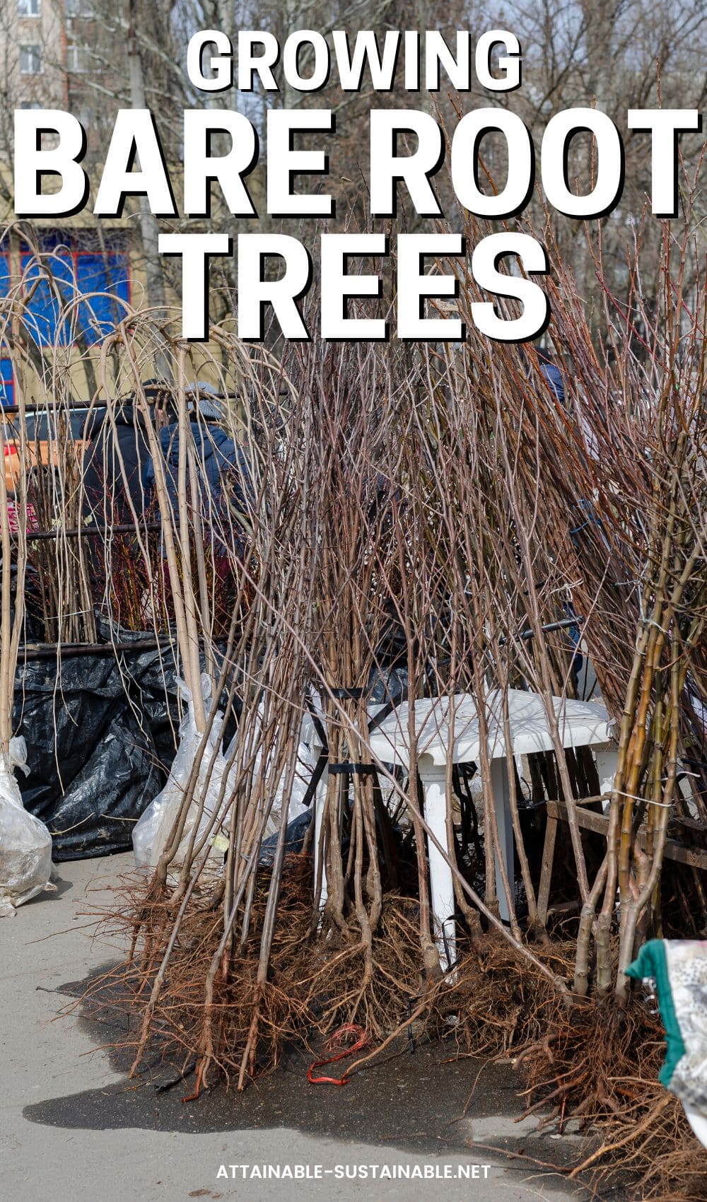 dormant bare root trees at a nursery.