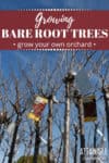 bare root fruit trees against a blue sky