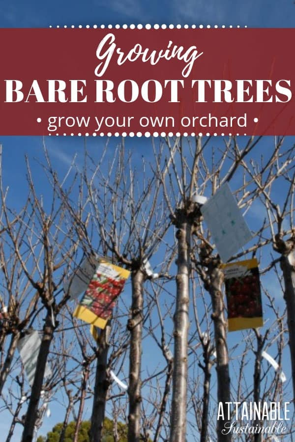Winter gardening: Time to choose your bare root fruit trees for your home orchard! You'll have a better selection now, too. Planting bare root trees allows for a larger selection of varieties, it's less expensive, and you won't have to lug a heavy planter around. #garden #orchard #homestead