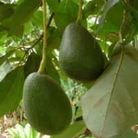 Two avocados hanging from a tree branch