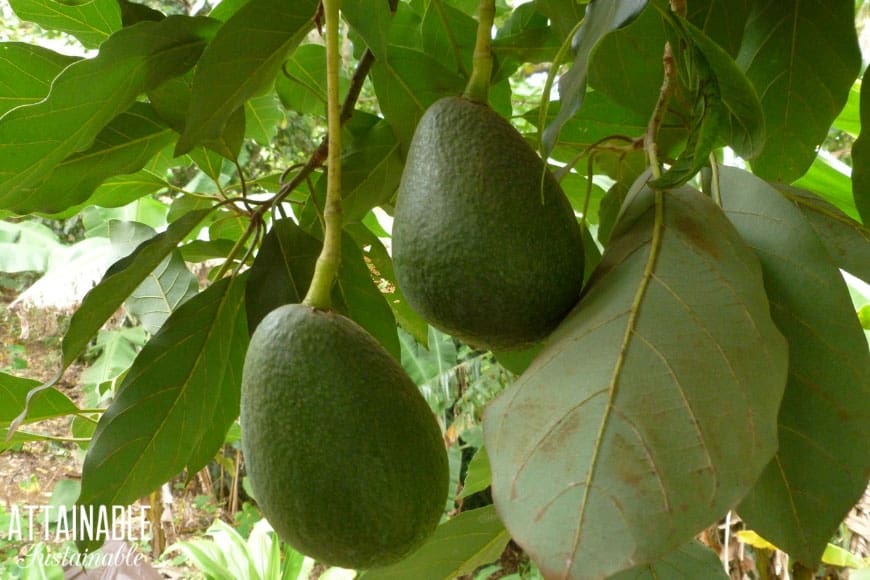 Two avocados hanging from a tree branch