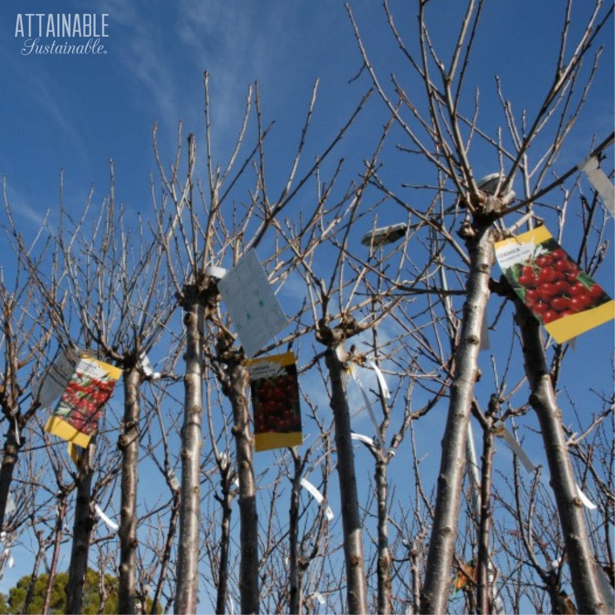 fruit trees with hang tags, blue sky in background.