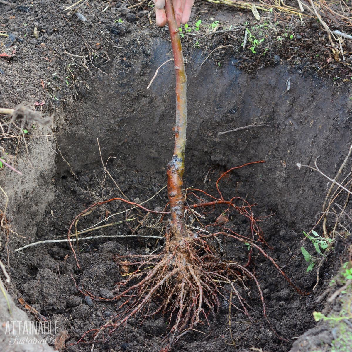 Bare root tree being placed in a planting hole.