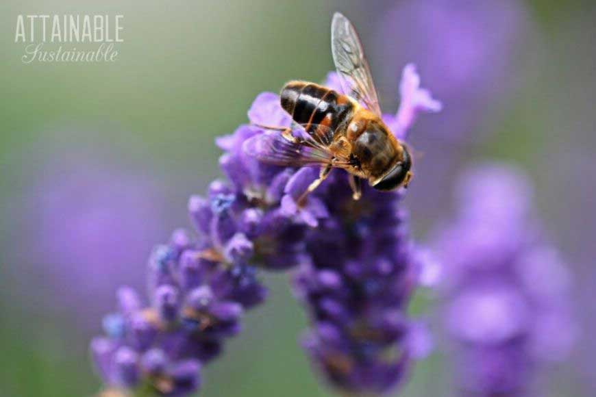 bee on a purple perennial lavender flower