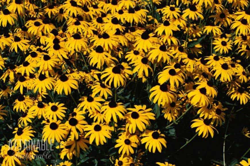 black eyed susan flowers