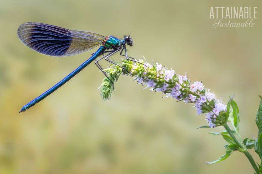 dragonfly on flower stem