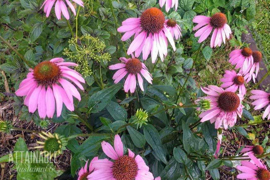 echinacea flowers in a pollinator garden