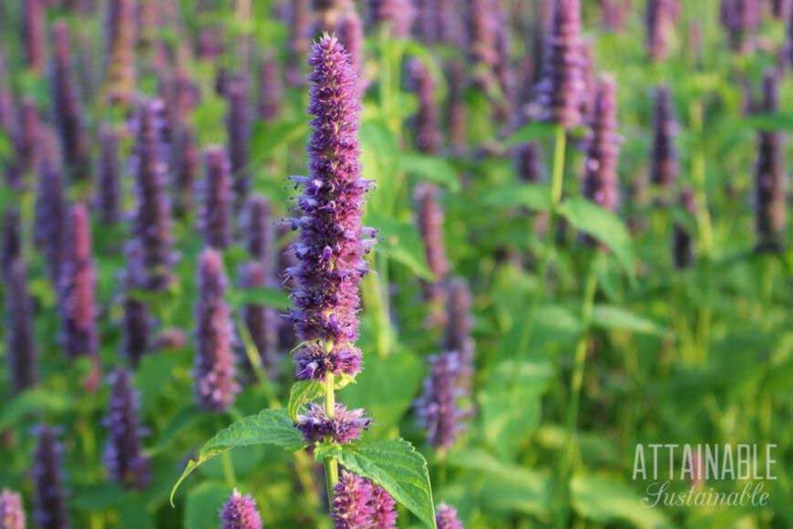 hyssop flower