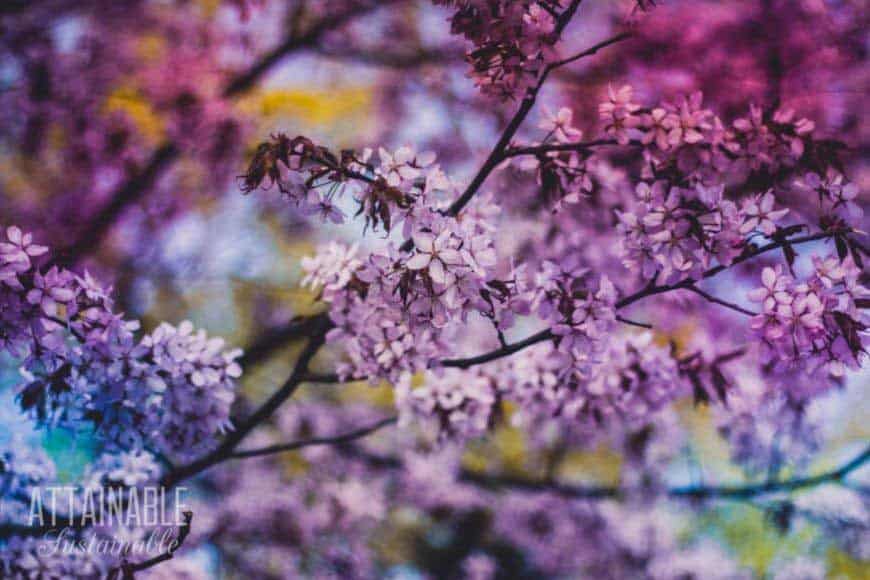 blooming lilac bush