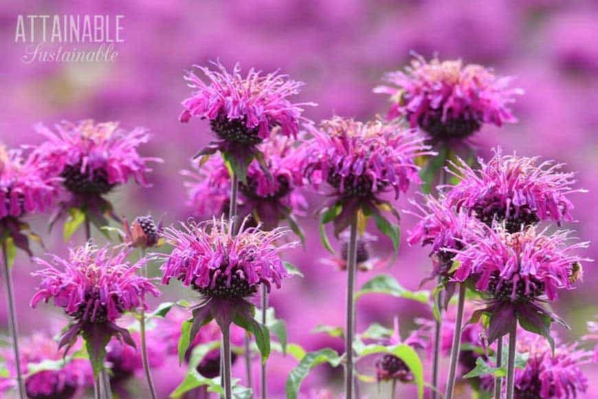 purple monarda flowers