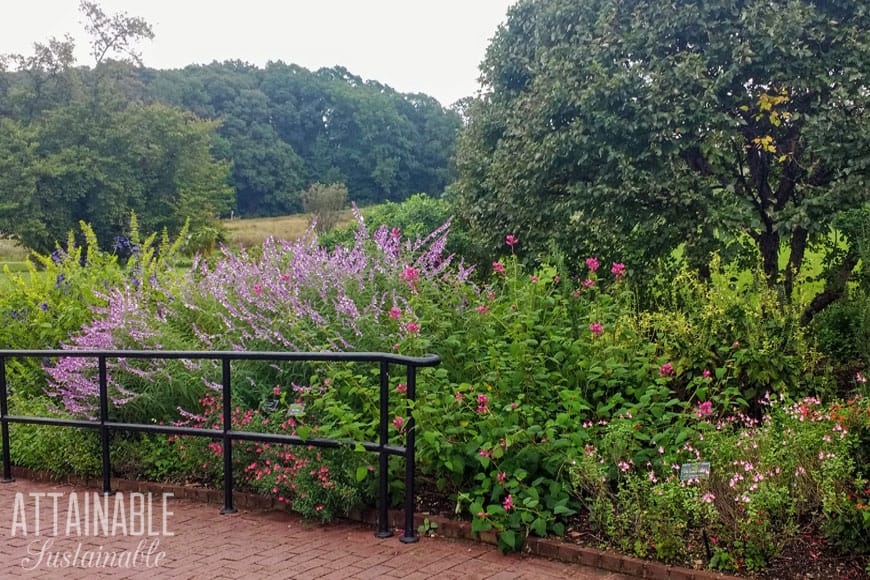 border planting of various salvia - purple and pink prominent