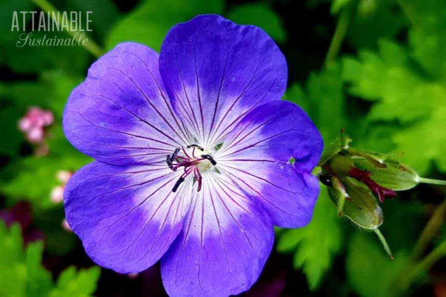 purple cranesbill geranium flower - a good addition to a pollinator garden