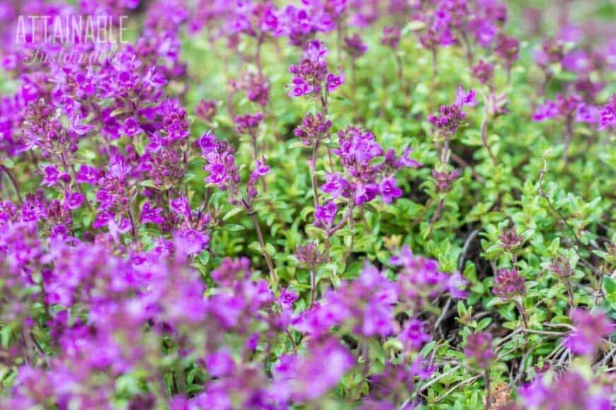 thyme flowering