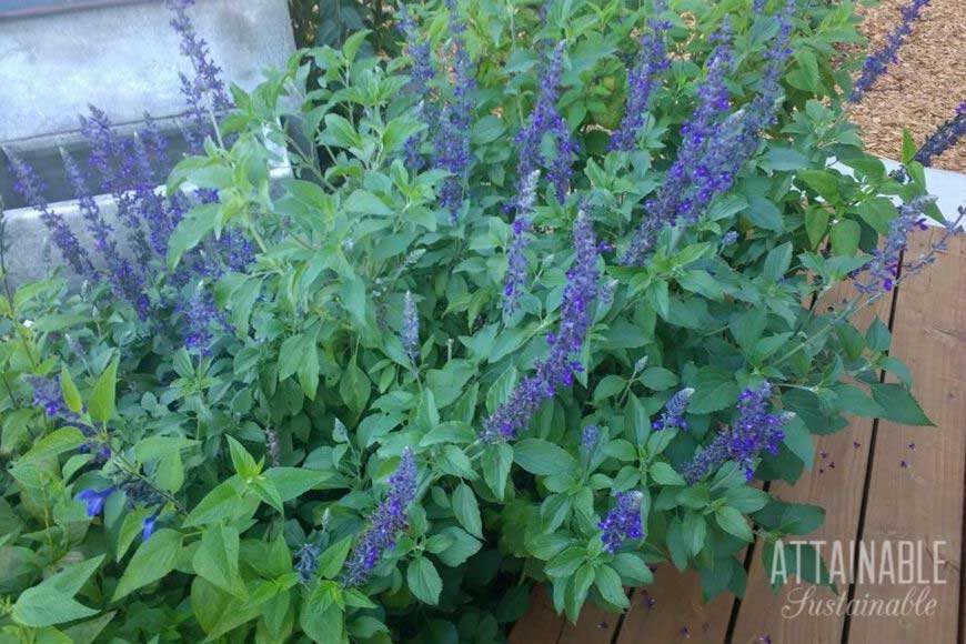 flowers of salvia in a pollinator garden