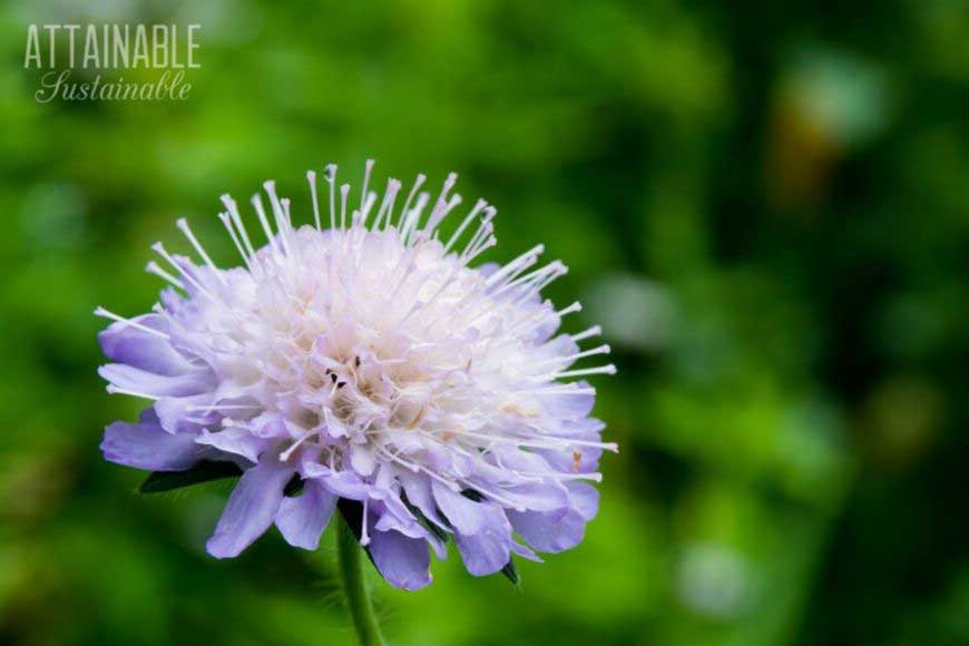 purple pincushion flower - a good addition to a pollinator garden