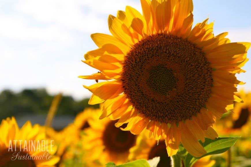 yellow sunflower