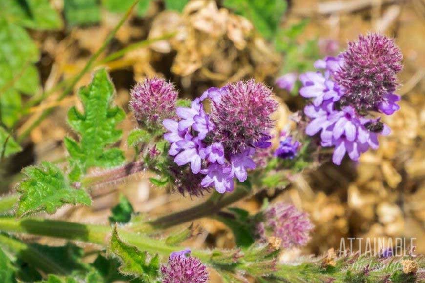 purple verbena