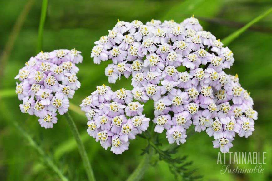 yarrow for the pollinator garden