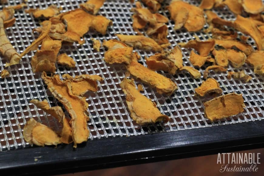 dried turmeric on a dehydrator tray