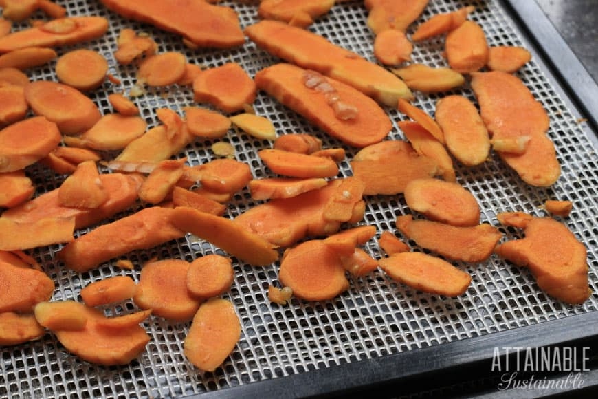 sliced fresh turmeric on dehydrator tray