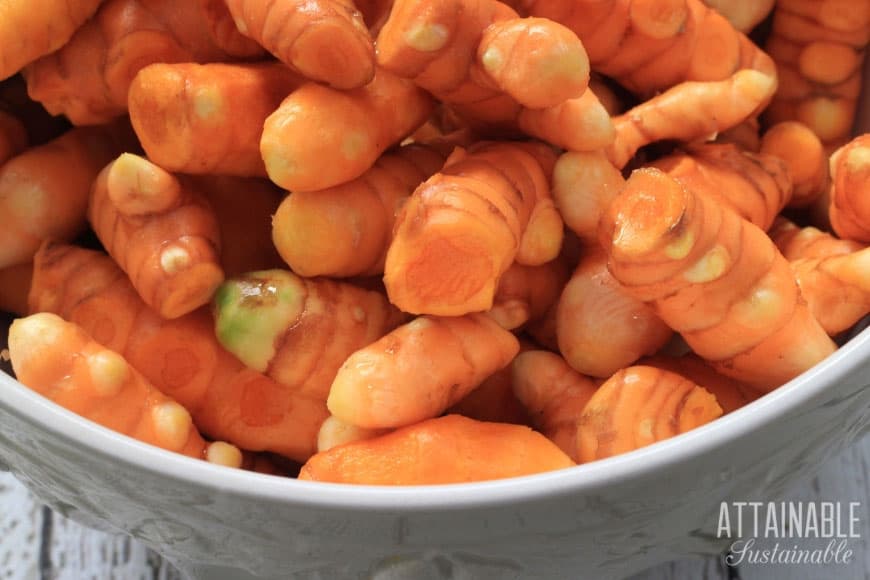 fresh turmeric in a white bowl