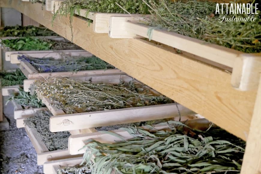 air drying various herbs on a wooden rack