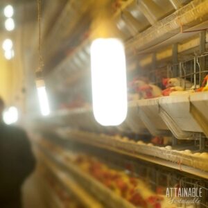 light in a commercial hen house.