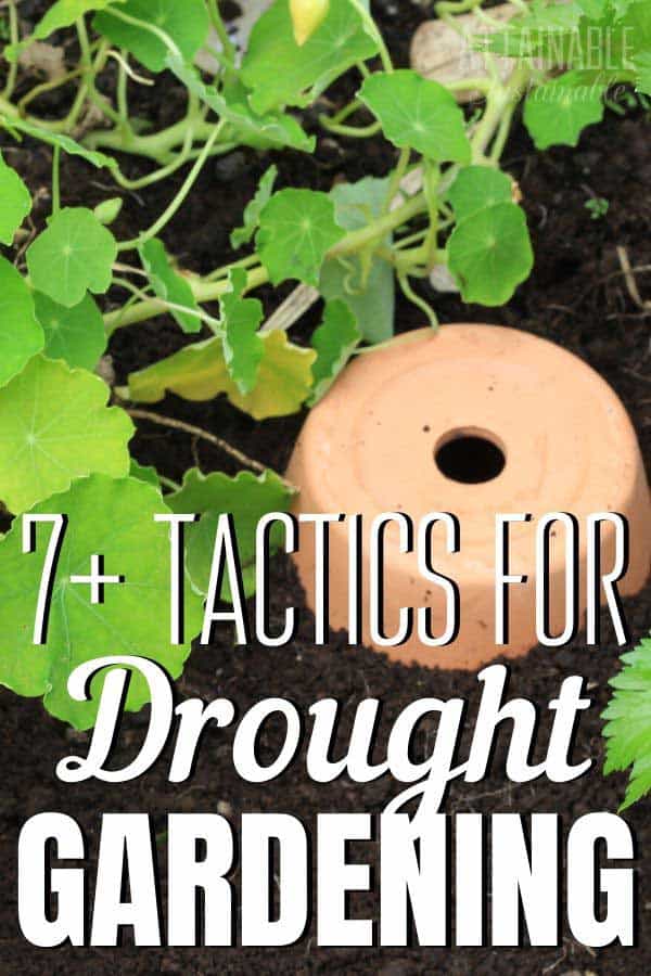 Choosing drought resistant crops & using water wise methods when planting a vegetable garden can assure a harvest in harsh conditions. terra cotta olla